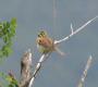 [Cirl Bunting]
