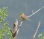 [Cirl Bunting]