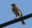 [Corn Bunting]