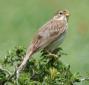 [Corn Bunting]