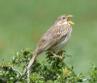 [Corn Bunting]