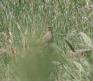 [Collared Pratincole]