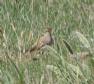 [Collared Pratincole]