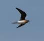 [Collared Pratincole]