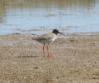 [Common Redshank ]