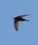 [Common Swift]