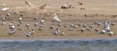 [Common Tern]