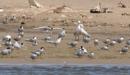 [Common Tern]