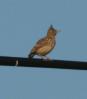 [Crested Lark]