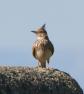 [Crested Lark]