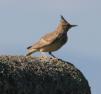 [Crested Lark]