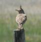 [Crested Lark]