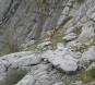 [chamois]