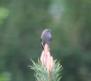 [Dunnock]