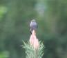[Dunnock]