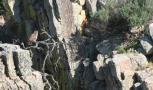 [Eurasian Eagle Owl]