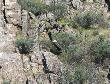 [Egyptian Vulture]