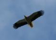 [Egyptian Vulture]