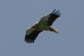 [Egyptian Vulture]