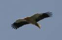 [Egyptian Vulture]