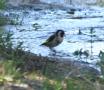 [European Goldfinch]
