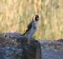 [European Goldfinch]