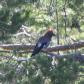 [Eurasian Jay]