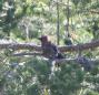 [Eurasian Jay]
