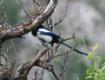 [Eurasian Magpie]