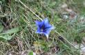[flower]