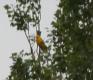 [Golden Oriole]