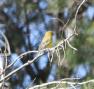 [Green Finch]