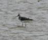 [Greenshank]