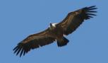 [Griffon Vulture]
