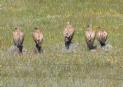 [Griffon Vulture]