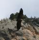 [Griffon Vulture]
