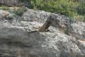 [Griffon Vulture]