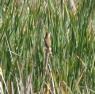 [Great Reed Warbler]