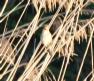 [Great Reed Warbler]