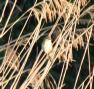 [Great Reed Warbler]