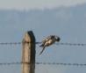 [Great-spotted Cuckoo]
