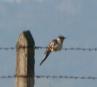 [Great-spotted Cuckoo]