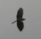 [Honey Buzzard]