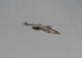 [Honey Buzzard]