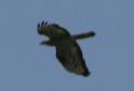 [Honey Buzzard]