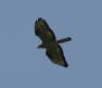 [Honey Buzzard]