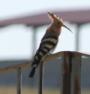 [Hoopoe]