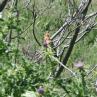 [Hoopoe]