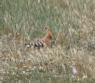 [Hoopoe]