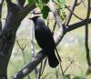[jackdaw]